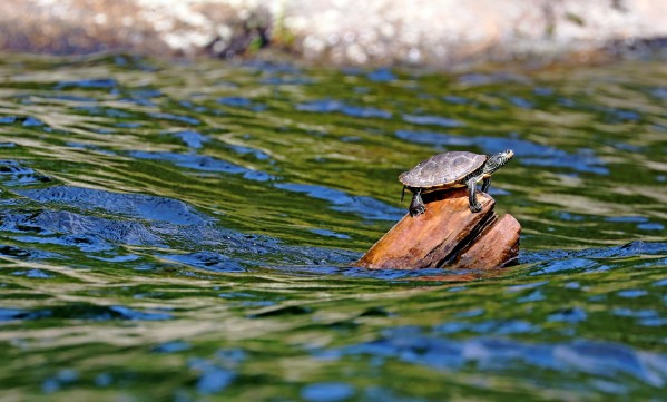 Map Turtle by Deb Oppermann